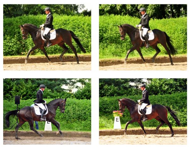 UNDER FIRE - Trakehner Hengst von Saint Cyr u.d. Pr.St. Under the moon v. Easy Game - Herzkristall , Foto: Beate Langels - Trakehner Gestt Hmelschenburg