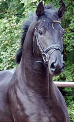 Union Jack - Trakehner Hengst v. Louidor - Bartholdy