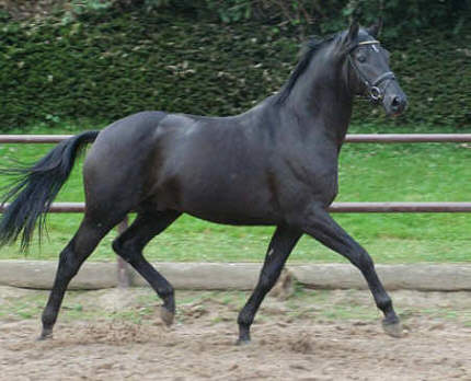 Trakehner Hengst Union Jack v. Louidor, 2-jhrig - im September 2005