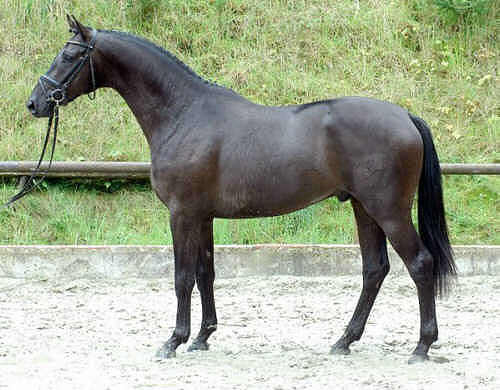 Union Jack - Trakehner Hengst v. Louidor - Bartholdy