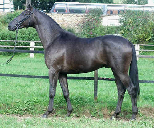 Union Jack - Trakehner Hengst v. Louidor - Bartholdy