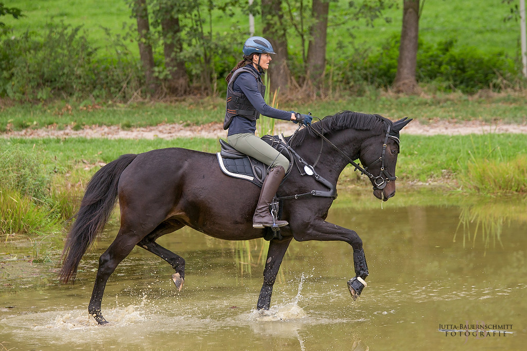 Trakehner Prmienanwrterin Upper class Ziva von Saint Cyr u.d. Pr.St. Under the moon v. Easy Game u.d. Pr.St. Umbra v. 
Herzkristall , Foto: Jutta Bauernschmitt - Trakehner Gestt Hmelschenburg