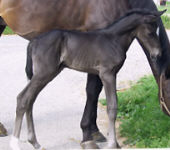 Henstfohlen von Kostolany - Saint Cloud