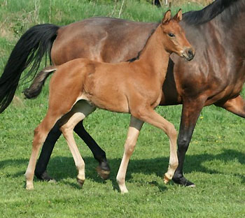 Trakehner Colt by Exclusiv out of Schwalbenfee by Freudenfest (am 14.4.2009) - Foto: Ulrike Sahm