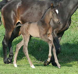 Trakehner Hengstfohlen von Exclusiv u.d. Nakada v. Tambour, Zchter: E. Zaoui, Foto: Ulrike Sahm