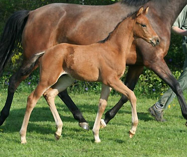 Trakehner Colt by Exclusiv out of Schwalbenfee by Freudenfest (am 14.4.2009) - Foto: Ulrike Sahm