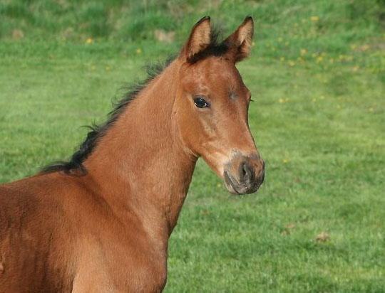 HTrakehner Colt by Exclusiv out of Schwalbenfee by Freudenfest (am 14.4.2009) - Foto: Ulrike Sahm