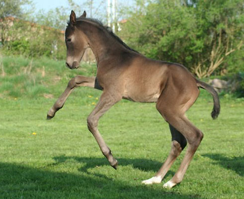 Trakehner Hengstfohlen von Exclusiv u.d. Nakada v. Tambour, Zchter: E. Zaoui, Foto: Ulrike Sahm