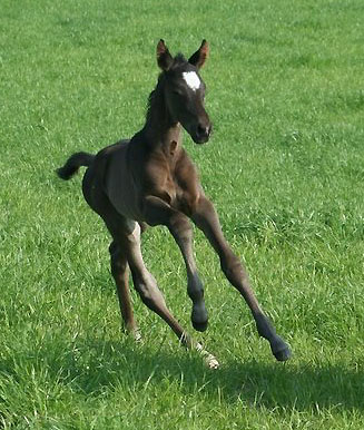 Trakehner Hengstfohlen von Exclusiv u.d. Nakada v. Tambour, Zchter: E. Zaoui, Foto: Ulrike Sahm