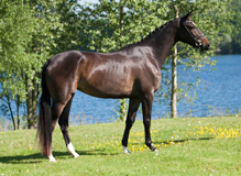 Siegerin der 4jhrigen KENDRA von Freudenfest