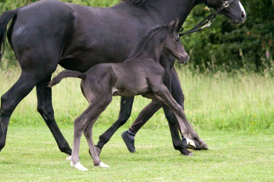 Trakehner Hengstfohlen von Oliver Twist u.d. u.d. Polarlady v. Michelangelo - Foto: Ltteken