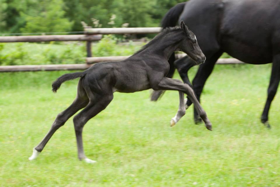 Trakehner Hengstfohlen von Oliver Twist u.d. u.d. Polarlady v. Michelangelo - Foto: Ltteken