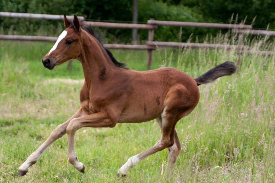Trakehner Hengstfohlen von Oliver Twist u.d. u.d. Pr.St. Hannah v. Freudenfest u.d. Elitestute Hekate v. Exclusiv - Foto: Ltteken