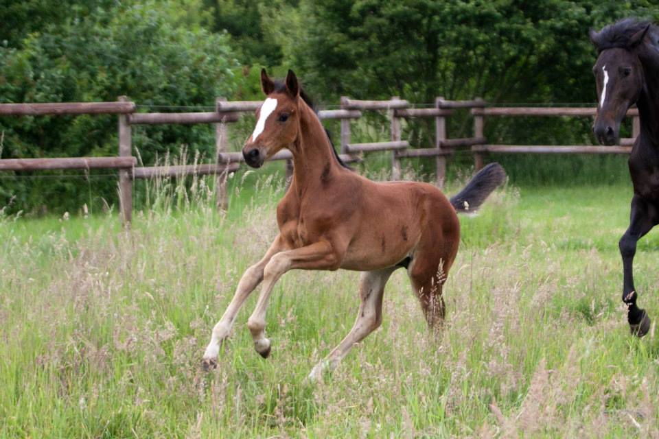 Trakehner Hengstfohlen von Oliver Twist u.d. u.d. Pr.St. Hannah v. Freudenfest u.d. Elitestute Hekate v. Exclusiv - Foto: Ltteken