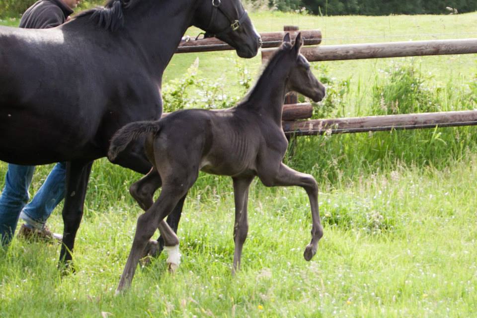 Trakehner Hengstfohlen von Oliver Twist u.d. u.d. Polarlady v. Michelangelo - Foto: Ltteken