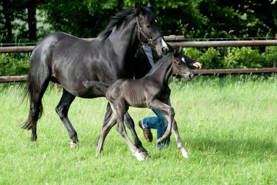 Trakehner Hengstfohlen von Oliver Twist u.d. u.d. Polarlady v. Michelangelo - Foto: Ltteken