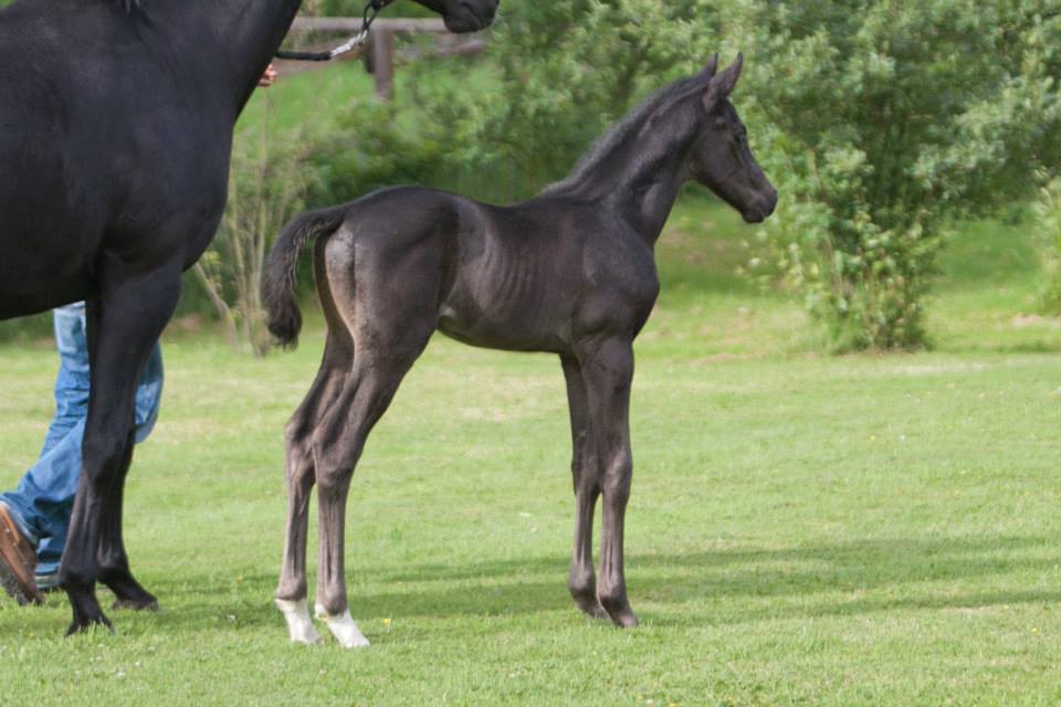 Trakehner Hengstfohlen von Oliver Twist u.d. u.d. Polarlady v. Michelangelo - Foto: Ltteken