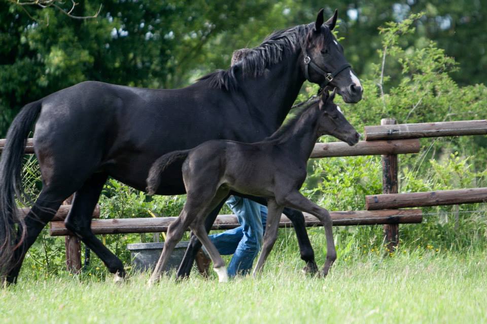 Trakehner Hengstfohlen von Oliver Twist u.d. u.d. Polarlady v. Michelangelo - Foto: Ltteken