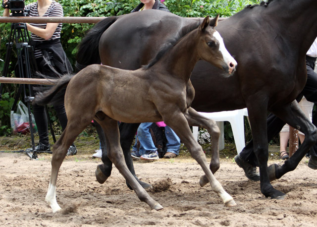 Trakehner Hengstfohlen von Exclusiv x Le Duc - Dmon ox, Foto: Ulrike Sahm-Lttecken, Trakehner Gestt Hmelschenburg