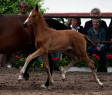 Hengstfohlen von Saint Cyr x Summertime, Foto: Ulrike Sahm-Lttecken