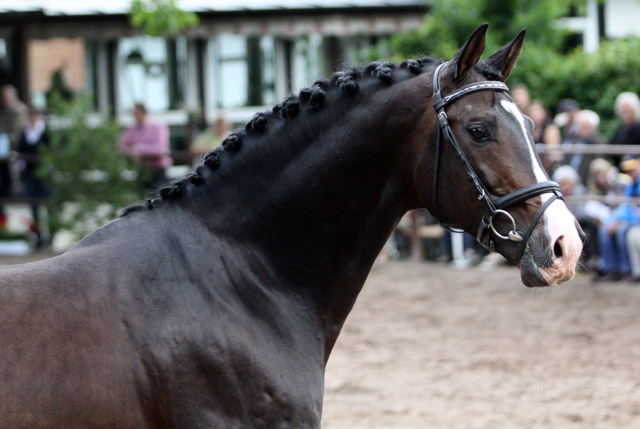 Prämienhengst SHAVALOU v. Freudenfest u.d. Elitestute Schwalbenspiel v. Exclusiv - 17. Juni 2012 - Foto: Ulrike Sahm-L ttecken - Trakehner Gest t H melschenburg