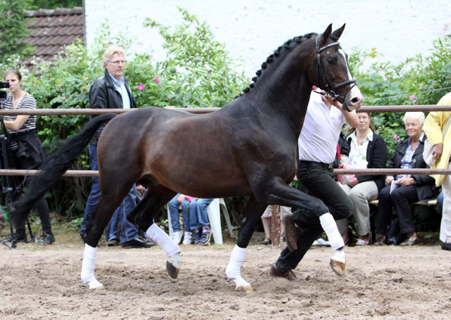 Prmienhengst SHAVALOU v. Freudenfest u.d. Elitestute Schwalbenspiel v. Exclusiv - 17. Juni 2012 - Foto: Ulrike Sahm-Lttecken - Trakehner Gestt Hmelschenburg