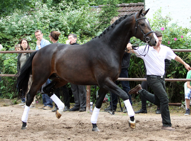 GRAND CORAZON von Symont u.d. Pr.u.StPrSt. Guendalina v. Red Patrick xx - 17. Juni 2012 - Foto: Ulrike Sahm-Lttecken - Trakehner Gestt Hmelschenburg