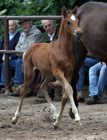 Trakehner Hengstfohlen von Exclusiv u.d. Ava v. Freudenfest, Foto: Ulrike Sahm-Lttecken, Trakehner Gestt Hmelschenburg