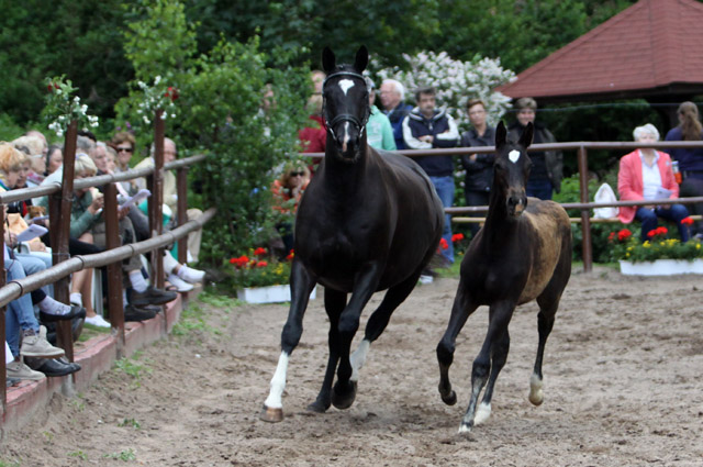 Trakehner Hengstfohlen von Summertime u.d. Thirica v. Enrico Caruso, Foto: Ulrike Sahm-Lttecken, Trakehner Gestt Hmelschenburg