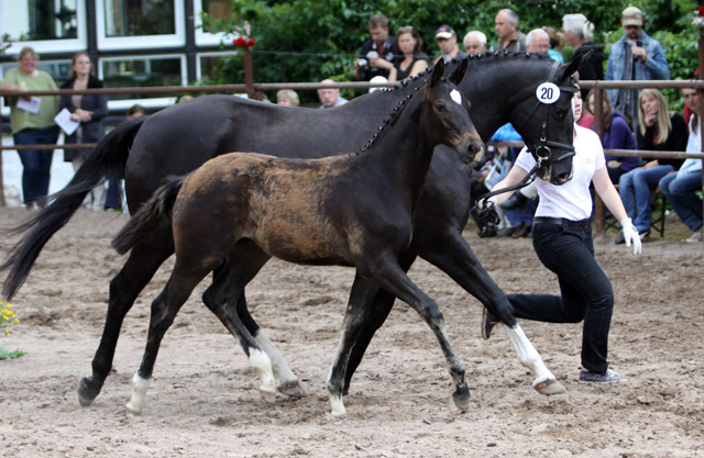 Trakehner Hengstfohlen von Summertime u.d. Thirica v. Enrico Caruso, Foto: Ulrike Sahm-Lttecken, Trakehner Gestt Hmelschenburg