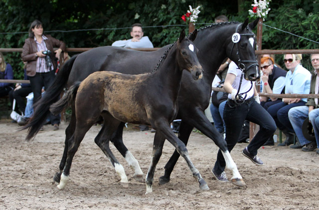 Trakehner Hengstfohlen von Summertime u.d. Thirica v. Enrico Caruso, Foto: Ulrike Sahm-Lttecken, Trakehner Gestt Hmelschenburg