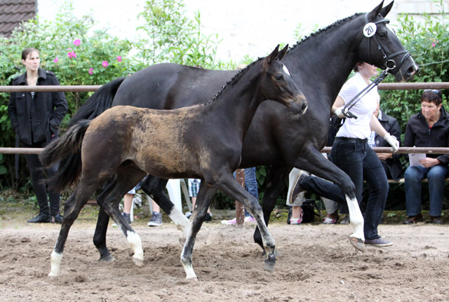 Trakehner Hengstfohlen von Summertime u.d. Thirica v. Enrico Caruso, Foto: Ulrike Sahm-Lttecken, Trakehner Gestt Hmelschenburg