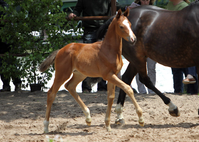 Trakehner Hengstfohlen von Symont x Lauries Crusador xx , Foto: Ulrike Sahm-Lttecken, Trakehner Gestt Hmelschenburg