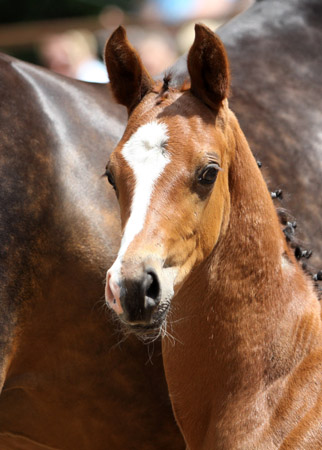 Trakehner Hengstfohlen von Symont x Lauries Crusador xx , Foto: Ulrike Sahm-Lttecken, Trakehner Gestt Hmelschenburg