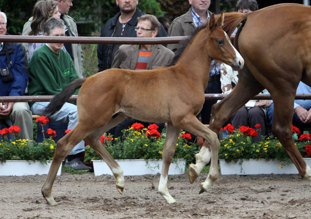 Trakehner Hengstfohlen von Exclusiv x Prognoz ox, Foto: Ulrike Sahm-Ltteken, Trakehner Gestt Hmelschenburg