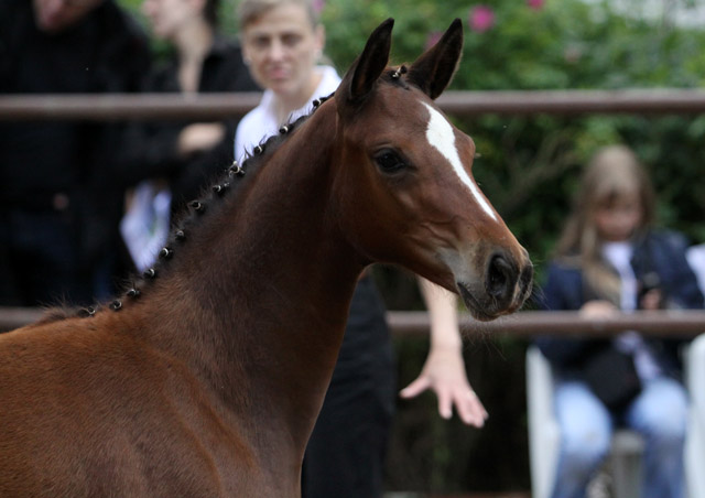 Karmina - Stutfohlen von Singolo u.d. Pr. u. StPrSt. Klassic v. Freudenfest- 17. Juni 2012 - Foto: Ulrike Sahm-Lttecken - Trakehner Gestt Hmelschenburg