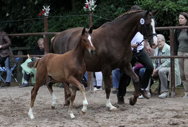 Karmina - Stutfohlen von Singolo u.d. Pr. u. StPrSt. Klassic v. Freudenfest- 17. Juni 2012 - Foto: Ulrike Sahm-Lttecken - Trakehner Gestt Hmelschenburg