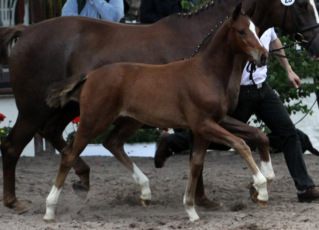 Karmina - Stutfohlen von Singolo u.d. Pr. u. StPrSt. Klassic v. Freudenfest- 17. Juni 2012 - Foto: Ulrike Sahm-Lttecken - Trakehner Gestt Hmelschenburg