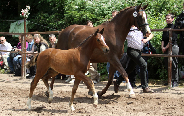 Karmina - Stutfohlen von Singolo u.d. Pr. u. StPrSt. Klassic v. Freudenfest- 17. Juni 2012 - Foto: Ulrike Sahm-Lttecken - Trakehner Gestt Hmelschenburg