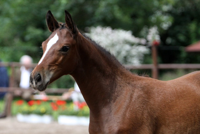 Karmina - Stutfohlen von Singolo u.d. Pr. u. StPrSt. Klassic v. Freudenfest- 17. Juni 2012 - Foto: Ulrike Sahm-Lttecken - Trakehner Gestt Hmelschenburg