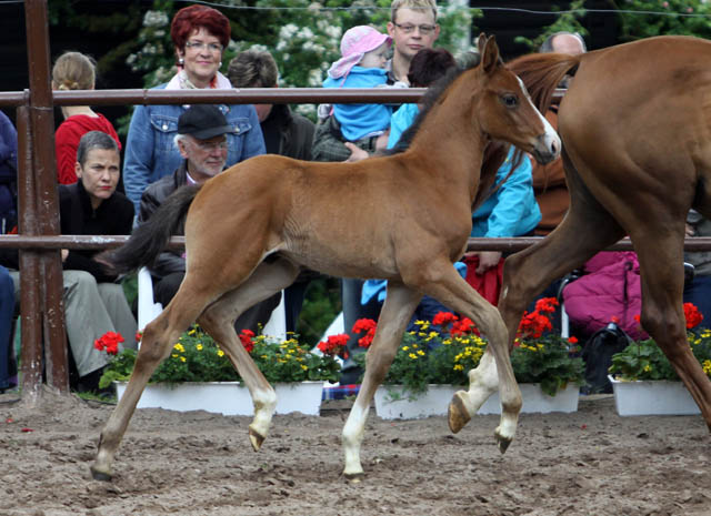 Trakehner Hengstfohlen von Exclusiv x Prognoz ox, Foto: Ulrike Sahm-Ltteken, Trakehner Gestt Hmelschenburg