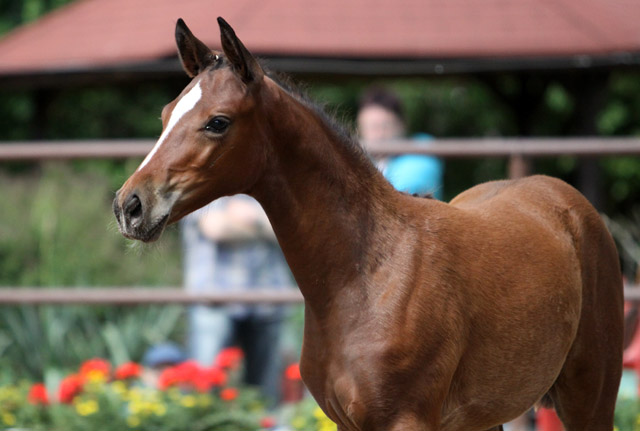 Karmina - Stutfohlen von Singolo u.d. Pr. u. StPrSt. Klassic v. Freudenfest- 17. Juni 2012 - Foto: Ulrike Sahm-Lttecken - Trakehner Gestt Hmelschenburg