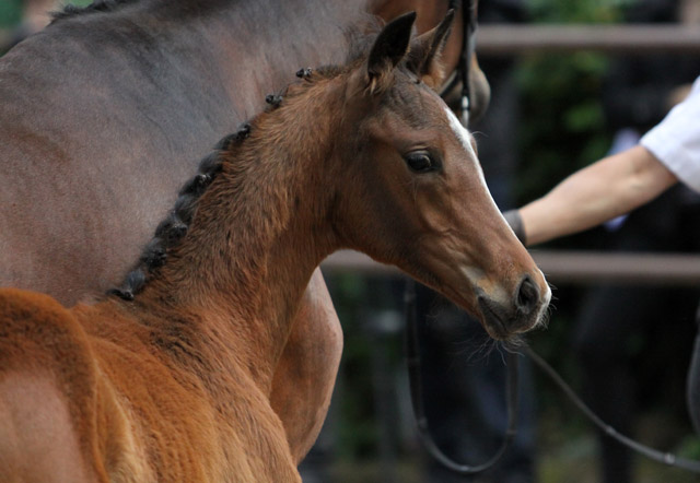 Trakehner Hengstfohlen von Herzensdieb u.d. Kokette v. Maizauber - 17. Juni 2012 - Foto: Ulrike Sahm-Lttecken - Trakehner Gestt Hmelschenburg