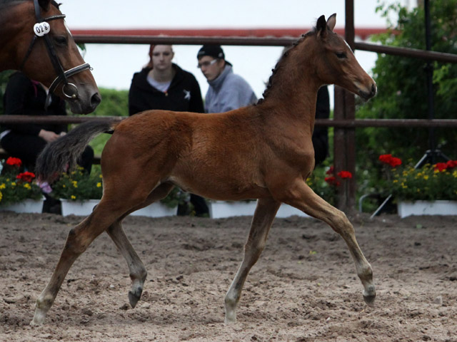 Trakehner Hengstfohlen von Herzensdieb u.d. Kokette v. Maizauber - 17. Juni 2012 - Foto: Ulrike Sahm-Lttecken - Trakehner Gestt Hmelschenburg