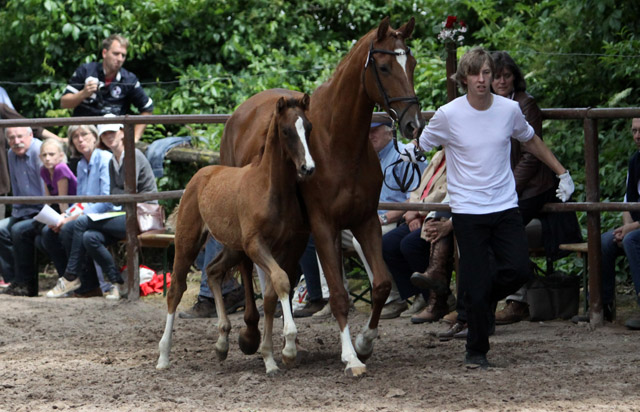 Trakehner Hengstfohlen von All Inclusive u.d. Pr.St. Persiflaya v. Freudenfest - 17. Juni 2012 - Foto: Ulrike Sahm-Lttecken - Trakehner Gestt Hmelschenburg