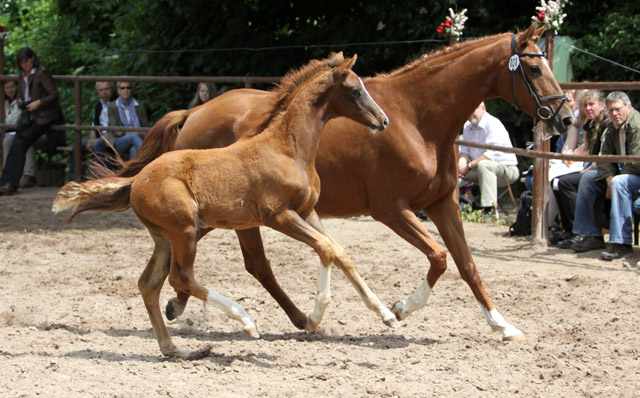 Trakehner Hengstfohlen von All Inclusive u.d. Pr.St. Persiflaya v. Freudenfest - 17. Juni 2012 - Foto: Ulrike Sahm-Lttecken - Trakehner Gestt Hmelschenburg