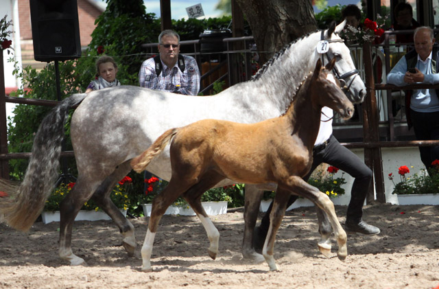 Trakehner Stutfohlen von All Inclusive u.d. Pr.St. Pauline v. Freudenfest - 17. Juni 2012 - Foto: Ulrike Sahm-Lttecken - Trakehner Gestt Hmelschenburg