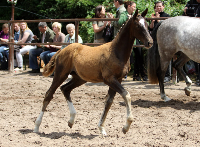 Trakehner Stutfohlen von All Inclusive u.d. Pr.St. Pauline v. Freudenfest - 17. Juni 2012 - Foto: Ulrike Sahm-Lttecken - Trakehner Gestt Hmelschenburg
