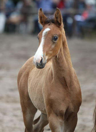 Trakehner Hengstfohlen von Exclusiv x Prognoz ox, Foto: Ulrike Sahm-Ltteken, Trakehner Gestt Hmelschenburg