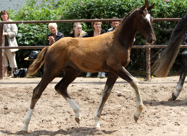 Trakehner Stutfohlen von All Inclusive u.d. Pr.St. Pauline v. Freudenfest - 17. Juni 2012 - Foto: Ulrike Sahm-Lttecken - Trakehner Gestt Hmelschenburg